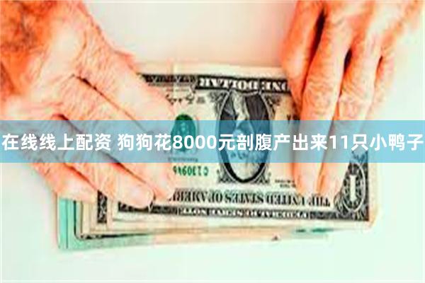 在线线上配资 狗狗花8000元剖腹产出来11只小鸭子